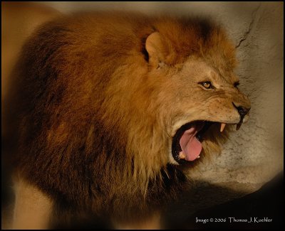 Lions Roar.JPG