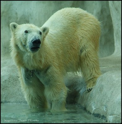 TZ Polar Bear.JPG