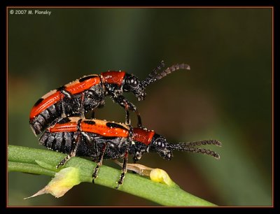 Common Asparagus Beetles Mating