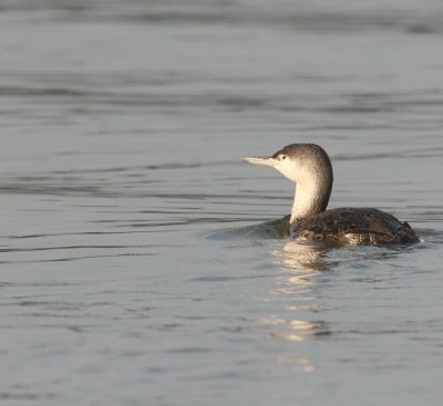 Red-throated Loon