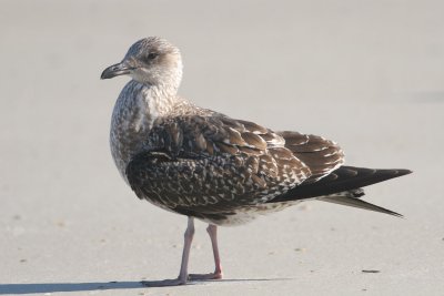 Lesser Black-backed Gull