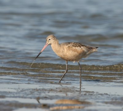 Marbled Godwit