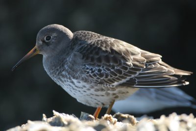 Purple Sandpiper