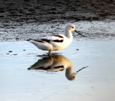 American Avocet
