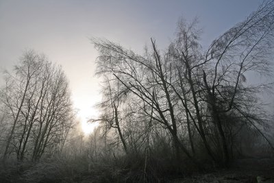 Burnaby Lake trees and a little fog