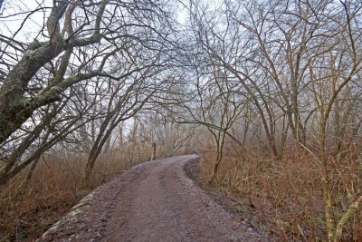 One of the trails around Burnaby Lake