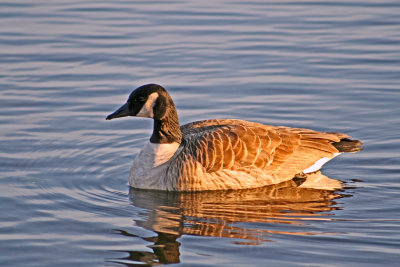 Canada Goose floating on Burnaby Lake