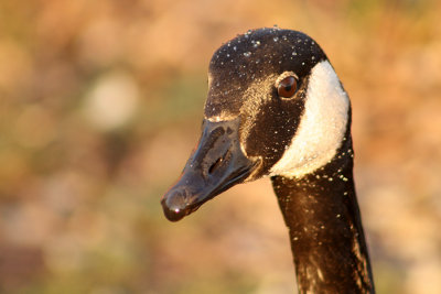 Canada Goose poses for portrait