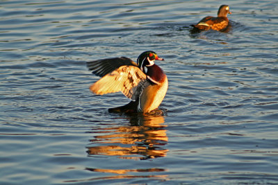 A Wood Duck flapping his wings