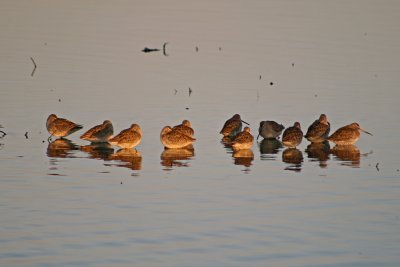 Long billed dowitcher on Burnaby Lake