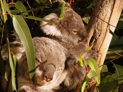 Koalas, Mum and Baby
