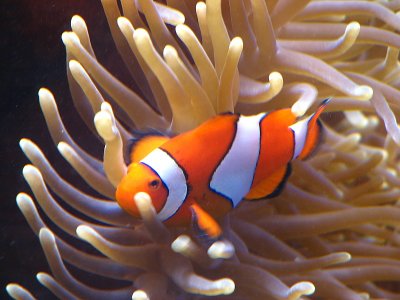 A clown fish called Nemo