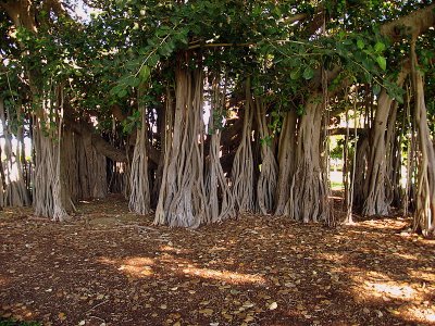 Curtain Fig Trees in Townsville