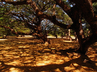 Some needed shade in Darwin