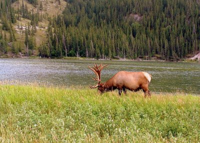 Elk grazing near Talbot Lake, Jasper National Park