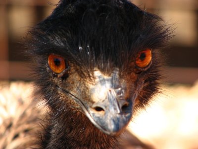 Hello, I am an emu, Northern Australia