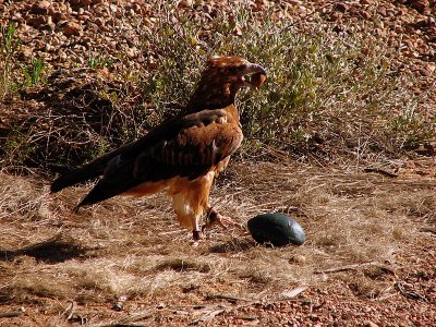 Black Breasted Buzzard, Northern Australia