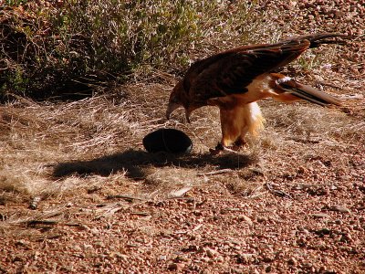 Black Breasted Buzzard releases his stone