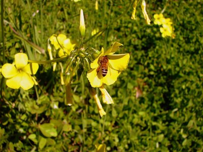 Busy bee, Adelaide Hills