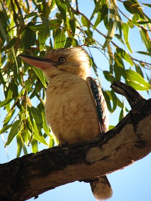 Kookaburra, Western Australia