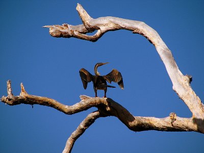 Darter, Northern Australia