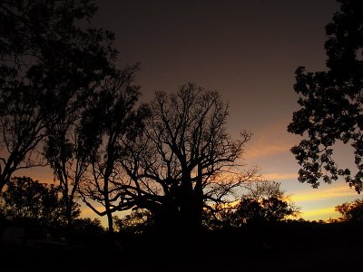 Boab Tree, El Questro Station