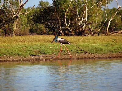 Jabiru, Northern Australia