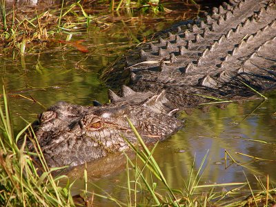 Saltwater Crocodile