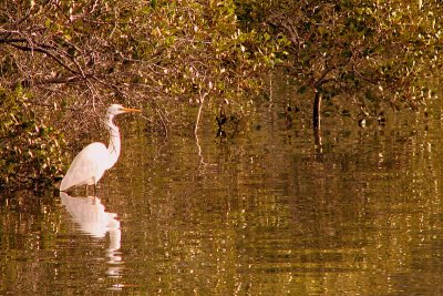 Egret in the Mangrove, Coff's Harbour, New South Wales