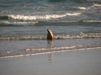 Australian Sea Lions, Kangaroo Island