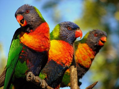 Rainbow Lorikeets, Queensland