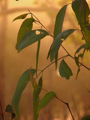 Kakadu foliage