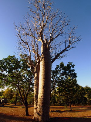 Boab Tree