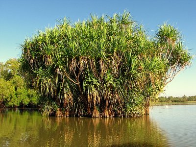 Corroboree Billabong