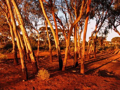 Kalgoorlie Gum Trees at Sunset