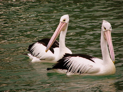 Pelicans at Coffs Harbour