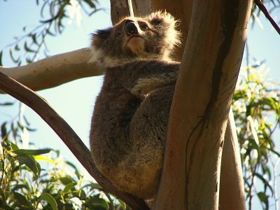 Koalas in the Wild
