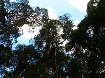 Otway National Park, on the Great Ocean Road