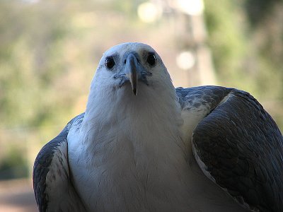 White Bellied Sea Eagle, Queensland