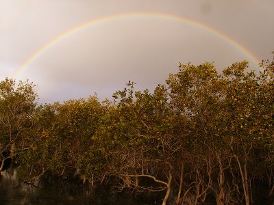 Rainbow over the Mangrove