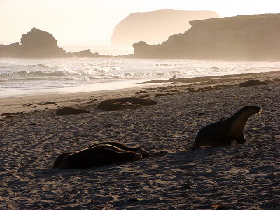 Australian Sea Lions, Kangaroo Island