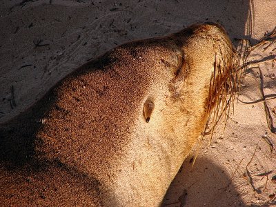 Australian Sea Lion, Kangaroo Island