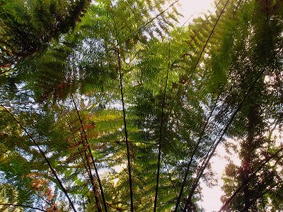 Otway National Park