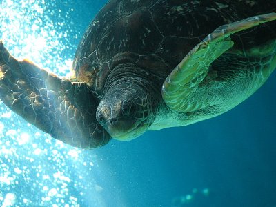 Green Turtle