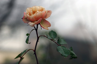 last English rose