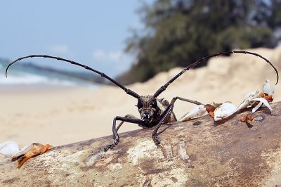 Beach beetle