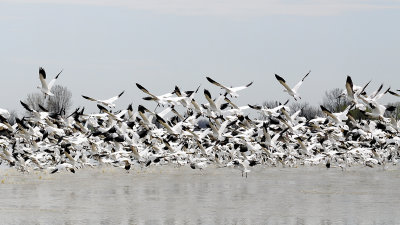 Oies blanches / Snow Geese