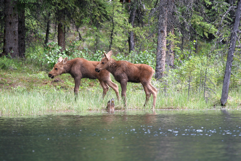 Moose - Eland