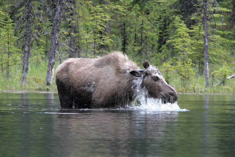 Moose - Eland