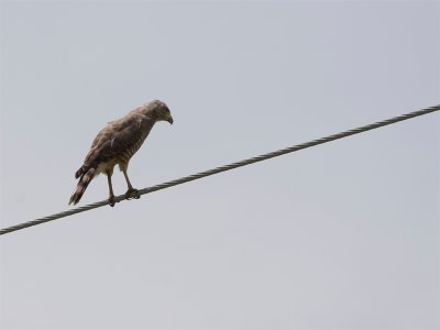 Roadside Hawk (adult) - Wegbuizerd (adult)